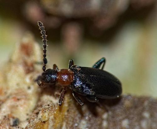 Anidorus sanguinolentus